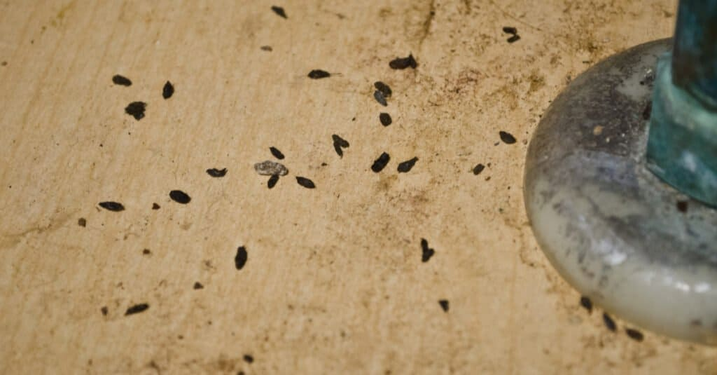 chipmunk droppings