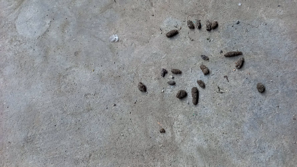 chipmunk droppings